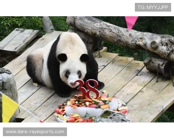 足球星熊猫：一只逆袭成足球界传奇的神奇动物故事